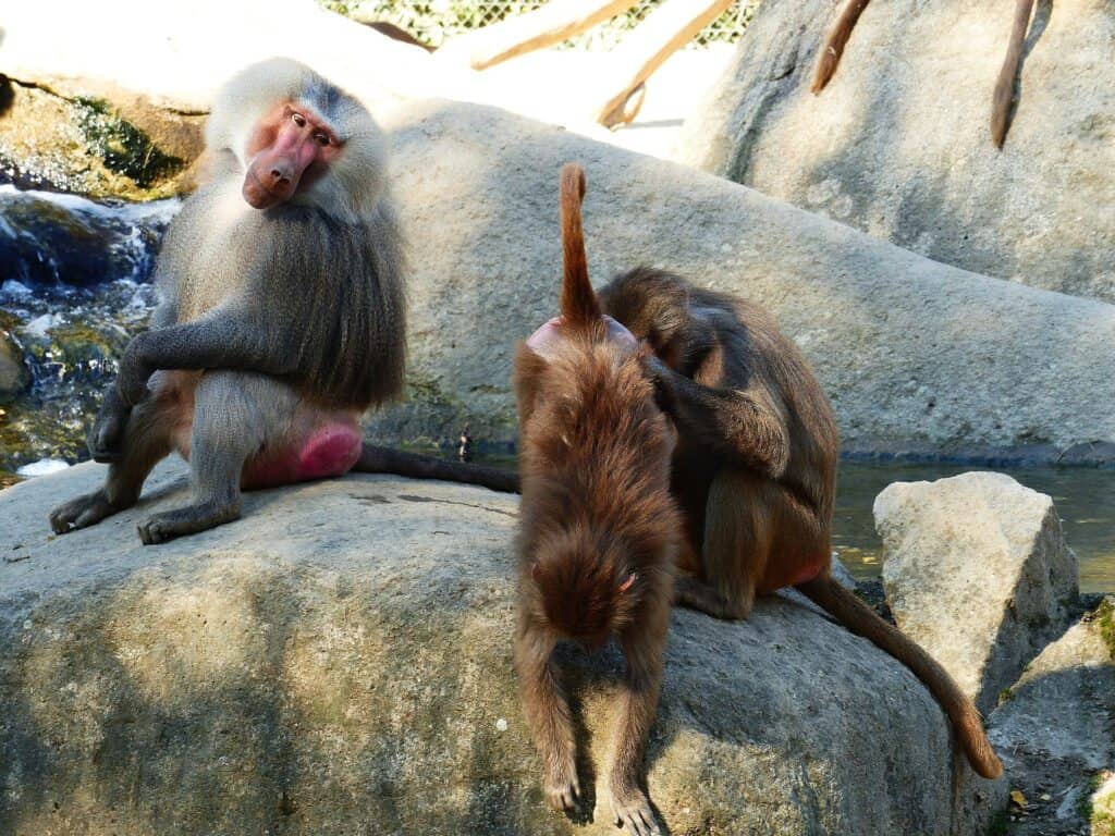 zoo augsburg